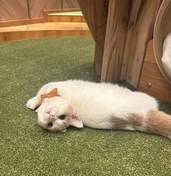 猫カフェモカ　大阪心斎橋店に投稿された画像（2026/1/20）