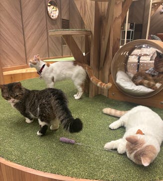 猫カフェモカ　大阪心斎橋店に投稿された画像（2026/1/20）