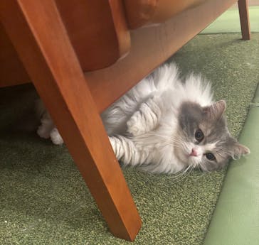 猫カフェモカ　大阪心斎橋店に投稿された画像（2026/1/20）