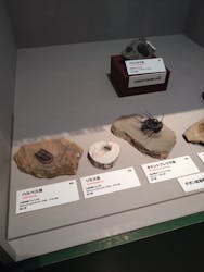 特別展「大絶滅展―生命史のビッグファイブ」に投稿された画像（2026/1/20）