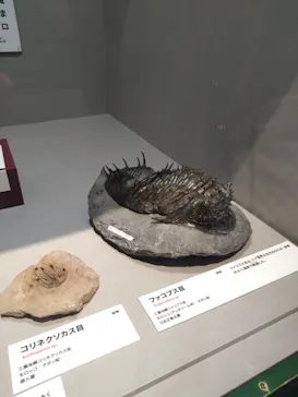 特別展「大絶滅展―生命史のビッグファイブ」に投稿された画像（2026/1/20）