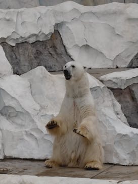 恩賜上野動物園に投稿された画像（2026/1/20）