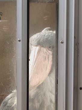 恩賜上野動物園に投稿された画像（2026/1/20）