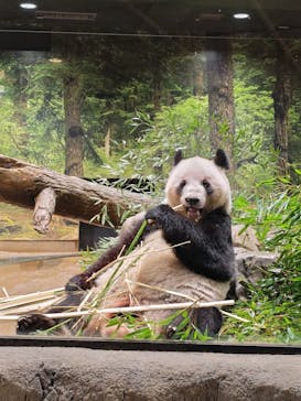 恩賜上野動物園に投稿された画像（2026/1/20）
