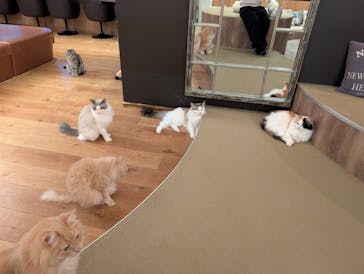 猫カフェモカ　池袋東口店に投稿された画像（2026/1/20）