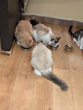 猫カフェモカ　池袋東口店に投稿された画像（2026/1/20）