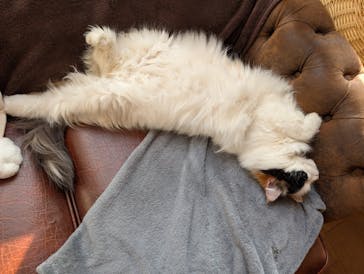 猫カフェモカ　池袋東口店に投稿された画像（2026/1/20）