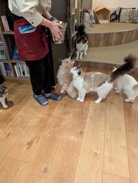 猫カフェモカ　池袋東口店に投稿された画像（2026/1/20）
