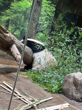 恩賜上野動物園に投稿された画像（2026/1/20）