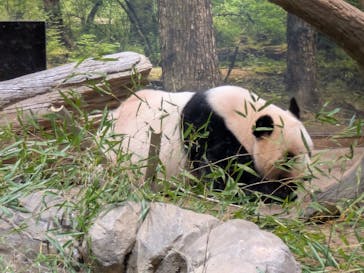 恩賜上野動物園に投稿された画像（2026/1/20）