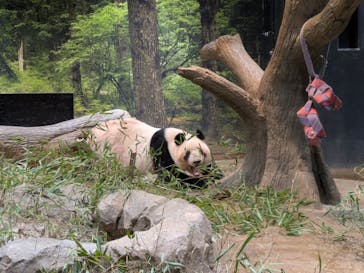 恩賜上野動物園に投稿された画像（2026/1/20）