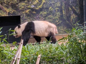 恩賜上野動物園に投稿された画像（2026/1/20）