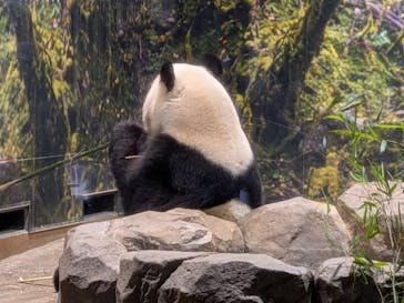 恩賜上野動物園に投稿された画像（2026/1/20）