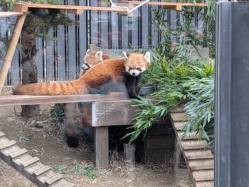 恩賜上野動物園に投稿された画像（2026/1/20）