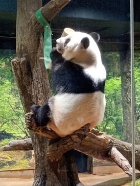 恩賜上野動物園に投稿された画像（2026/1/20）