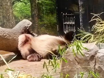 恩賜上野動物園に投稿された画像（2026/1/20）