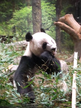 恩賜上野動物園に投稿された画像（2026/1/20）