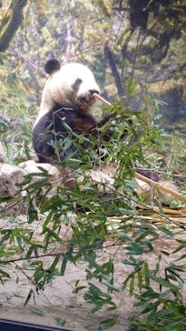 恩賜上野動物園に投稿された画像（2026/1/20）