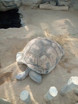 恩賜上野動物園に投稿された画像（2026/1/20）