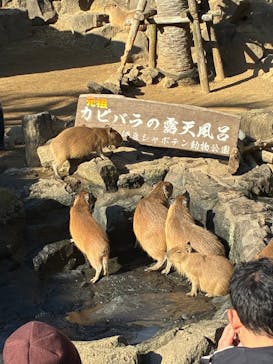 伊豆シャボテン動物公園に投稿された画像（2026/1/20）