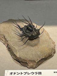 特別展「大絶滅展―生命史のビッグファイブ」に投稿された画像（2026/1/21）