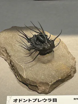 特別展「大絶滅展―生命史のビッグファイブ」に投稿された画像（2026/1/21）