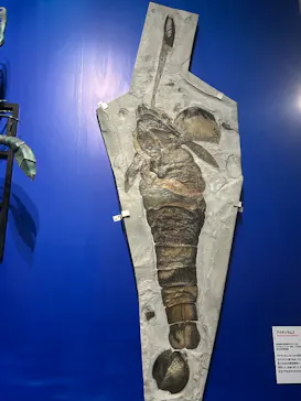 特別展「大絶滅展―生命史のビッグファイブ」に投稿された画像（2026/1/21）