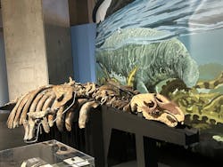 特別展「大絶滅展―生命史のビッグファイブ」に投稿された画像（2026/1/21）