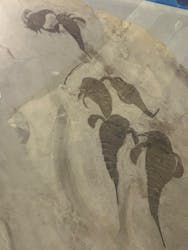 特別展「大絶滅展―生命史のビッグファイブ」に投稿された画像（2026/1/21）