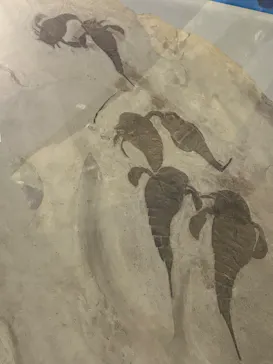 特別展「大絶滅展―生命史のビッグファイブ」に投稿された画像（2026/1/21）