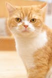 Cat Café MOFF イオンモール豊川店に投稿された画像（2026/1/21）
