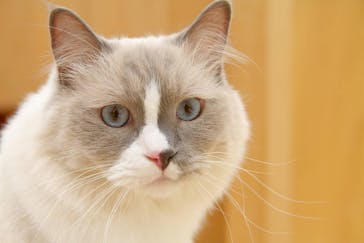 Cat Café MOFF イオンモール豊川店に投稿された画像（2026/1/21）