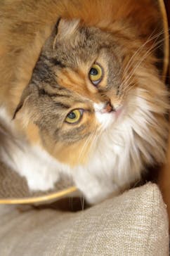 Cat Café MOFF イオンモール豊川店に投稿された画像（2026/1/21）