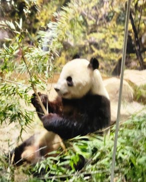恩賜上野動物園に投稿された画像（2026/1/21）