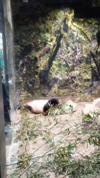 恩賜上野動物園に投稿された画像（2026/1/21）