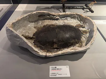 特別展「大絶滅展―生命史のビッグファイブ」に投稿された画像（2026/1/21）