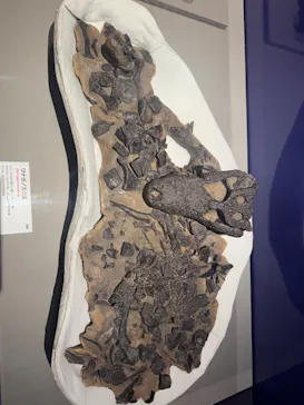 特別展「大絶滅展―生命史のビッグファイブ」に投稿された画像（2026/1/21）