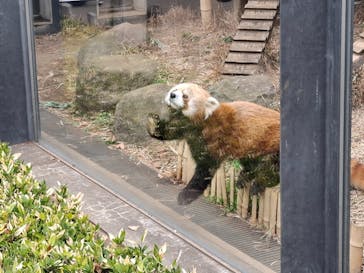 恩賜上野動物園に投稿された画像（2026/1/21）