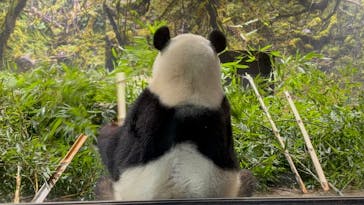 恩賜上野動物園に投稿された画像（2026/1/21）