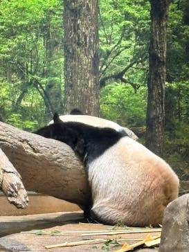 恩賜上野動物園に投稿された画像（2026/1/21）