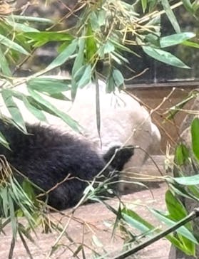 恩賜上野動物園に投稿された画像（2026/1/21）