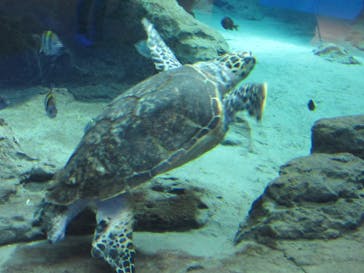 名古屋港水族館に投稿された画像（2026/1/21）