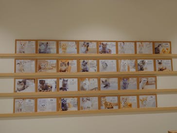 Cat Café MOFF コクーンシティさいたま新都心店に投稿された画像（2026/1/21）