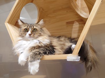 Cat Café MOFF コクーンシティさいたま新都心店に投稿された画像（2026/1/21）