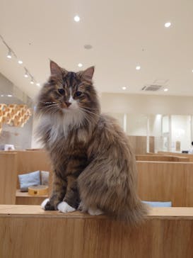 Cat Café MOFF コクーンシティさいたま新都心店に投稿された画像（2026/1/21）