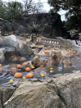 伊豆シャボテン動物公園に投稿された画像（2026/1/21）