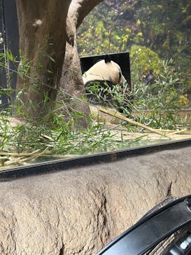 恩賜上野動物園に投稿された画像（2026/1/21）