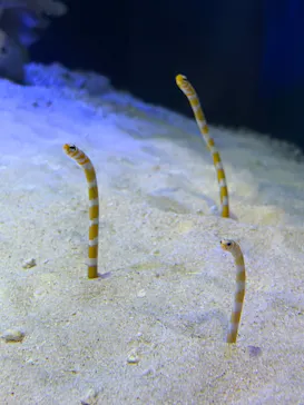 竹島水族館に投稿された画像（2026/1/21）