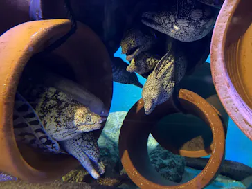 竹島水族館に投稿された画像（2026/1/21）