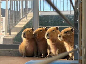 竹島水族館に投稿された画像（2026/1/21）